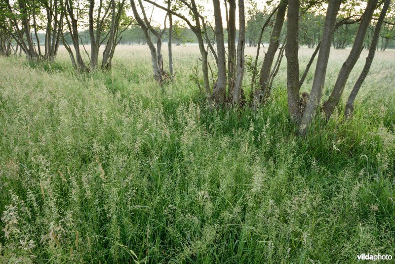 Natuurreservaat De Vennen