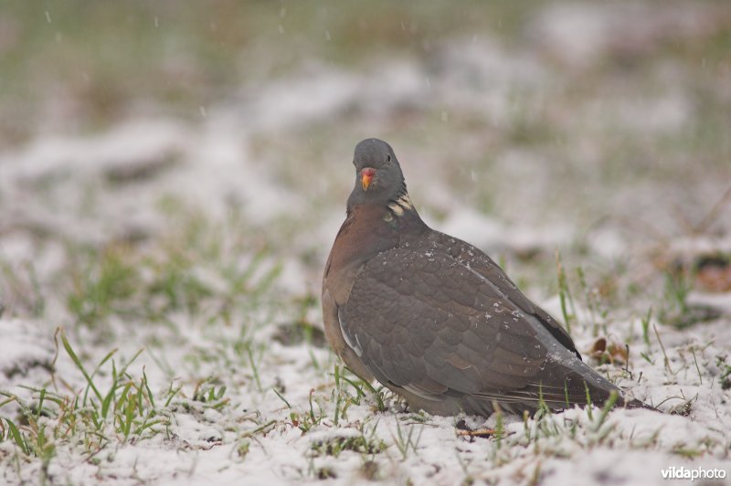 Houtduif in sneeuw