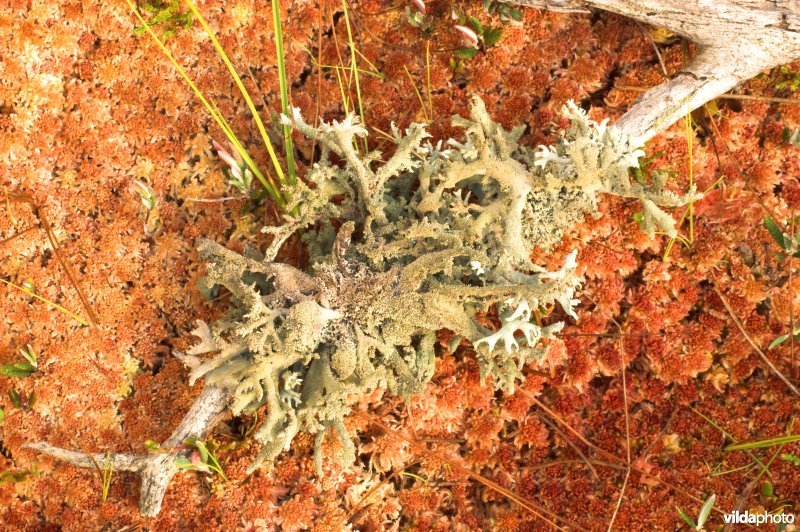 Purper Geweimos en Veenmos