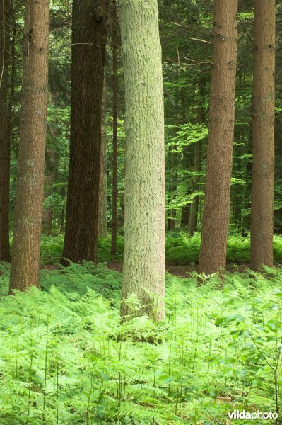 Bosreservaat Bellebargiebos