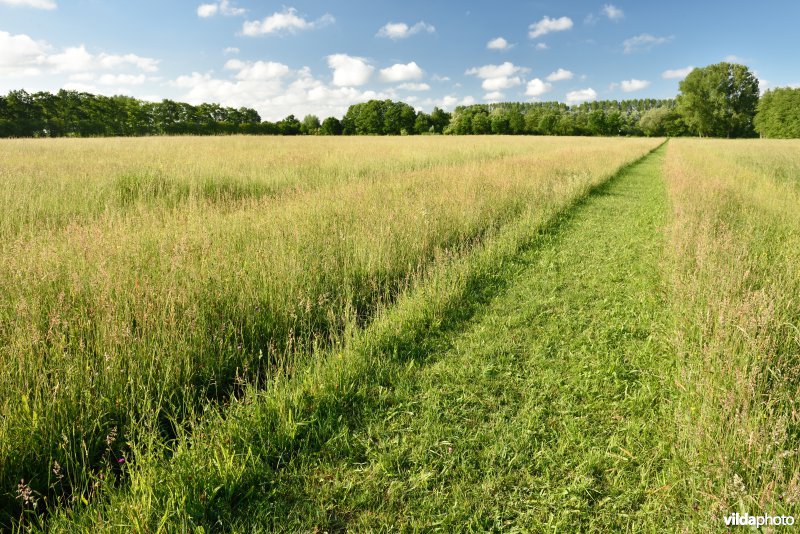 Vloeiweiden