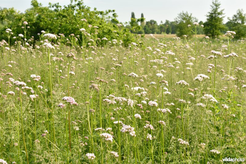 Beelaertmeersen