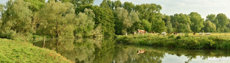 Natuurreservaat Bourgoyen