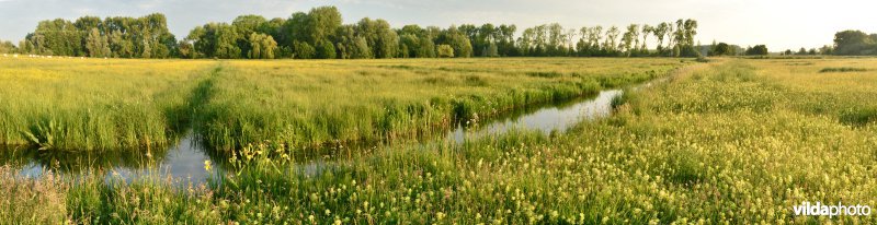 Natuurreservaat Bourgoyen