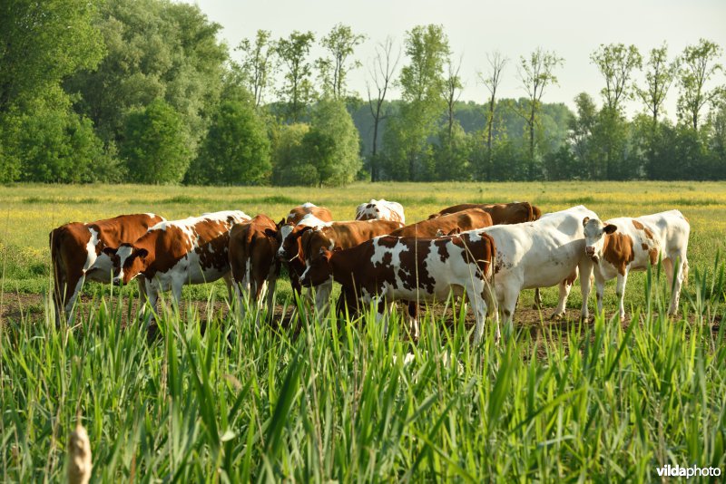 Natuurreservaat Bourgoyen