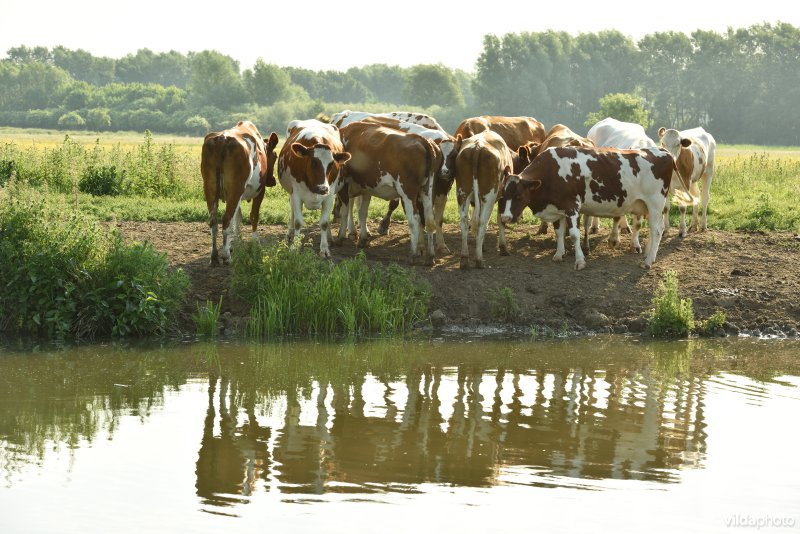 Natuurreservaat Bourgoyen