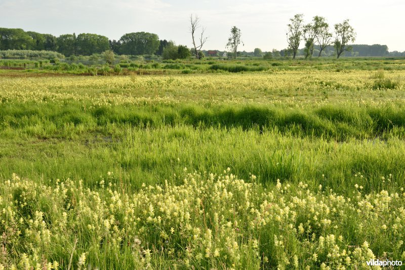 Natuurreservaat Bourgoyen