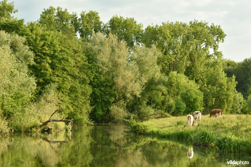 Natuurreservaat Bourgoyen