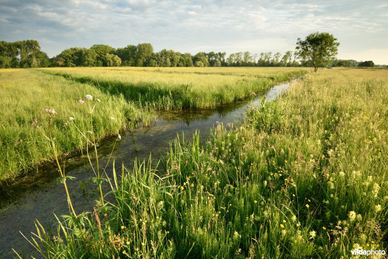 Natuurreservaat Bourgoyen