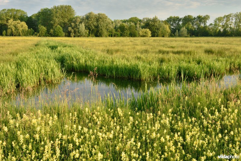 Natuurreservaat Bourgoyen