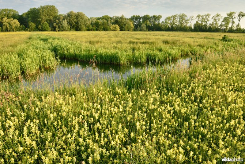 Natuurreservaat Bourgoyen