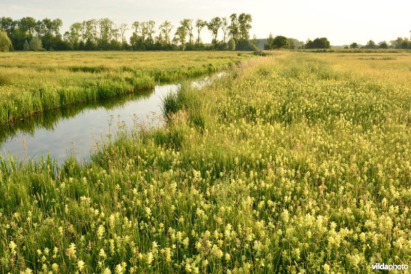 Natuurreservaat Bourgoyen