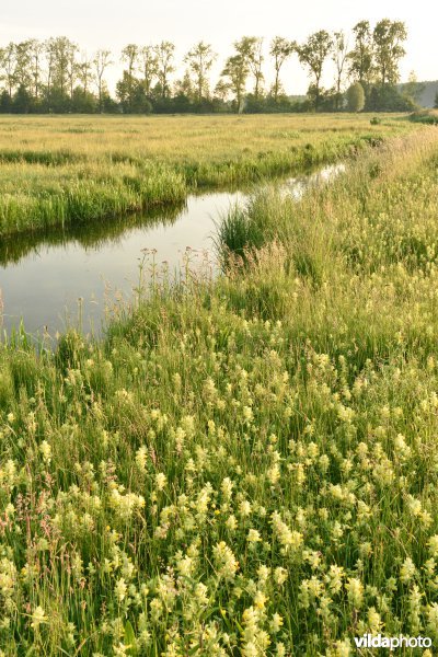 Natuurreservaat Bourgoyen