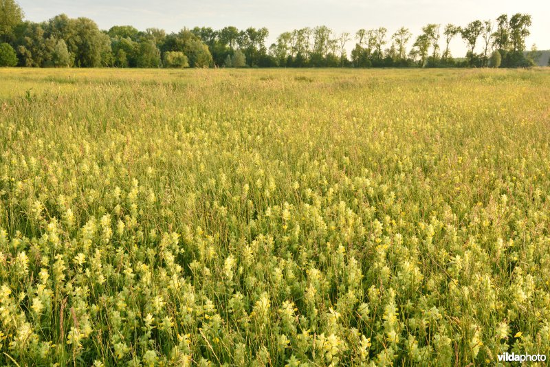 Natuurreservaat Bourgoyen