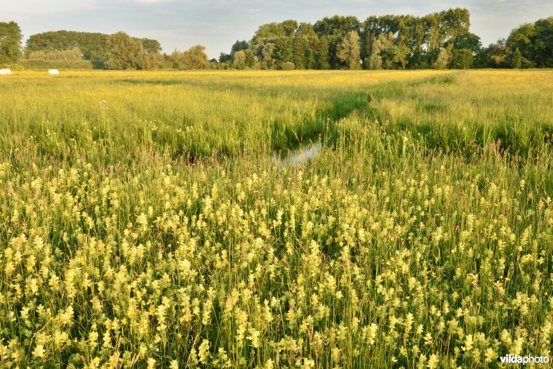 Natuurreservaat Bourgoyen