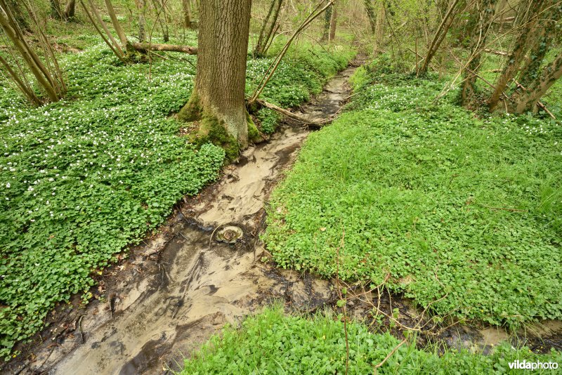 Parkbos-Uilenbroek