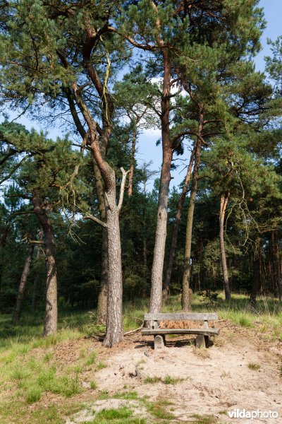 Bankje onder de bomen