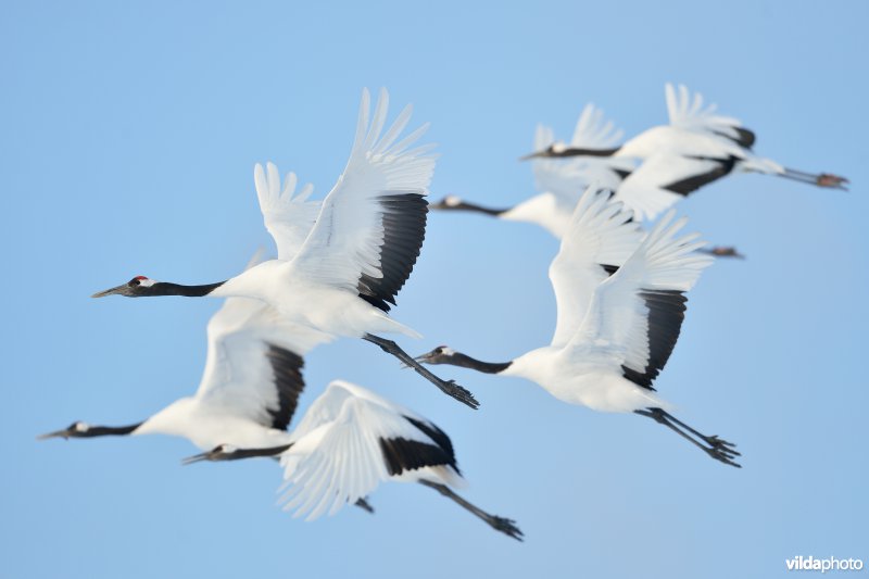 Japanse kraanvogel