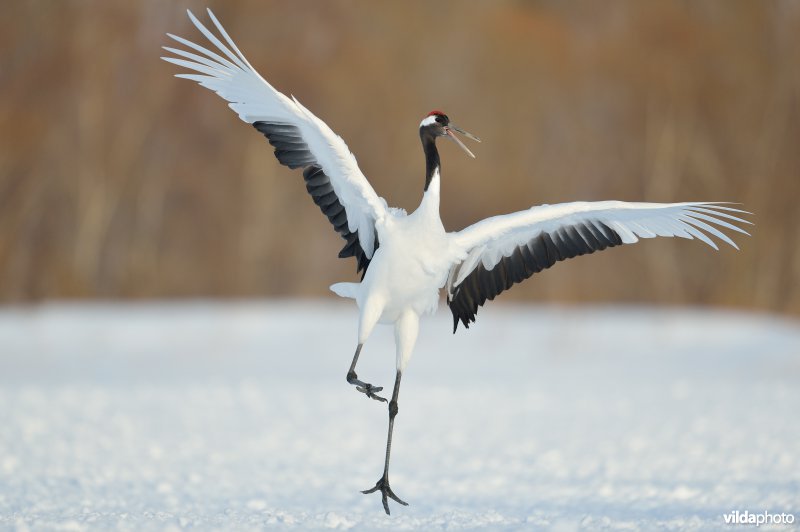 Japanse kraanvogel