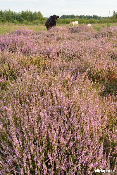 Natuurreservaat De Liereman