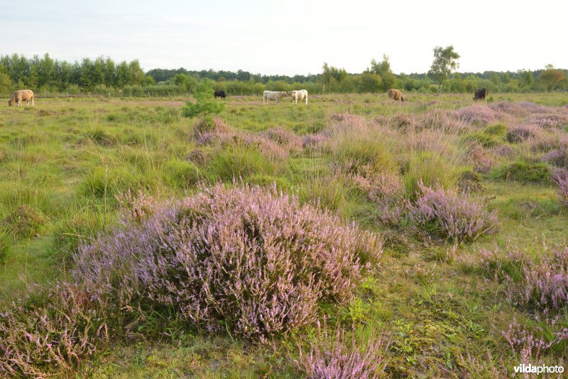 Natuurreservaat De Liereman