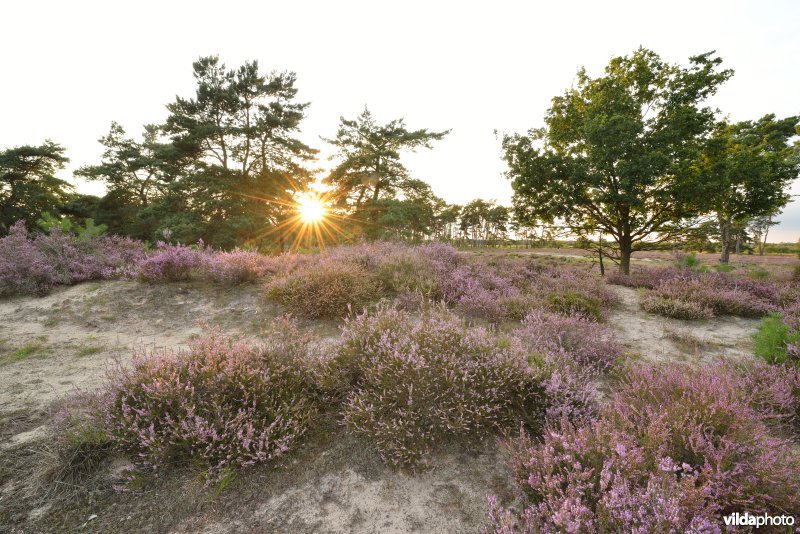 Natuurreservaat De Liereman