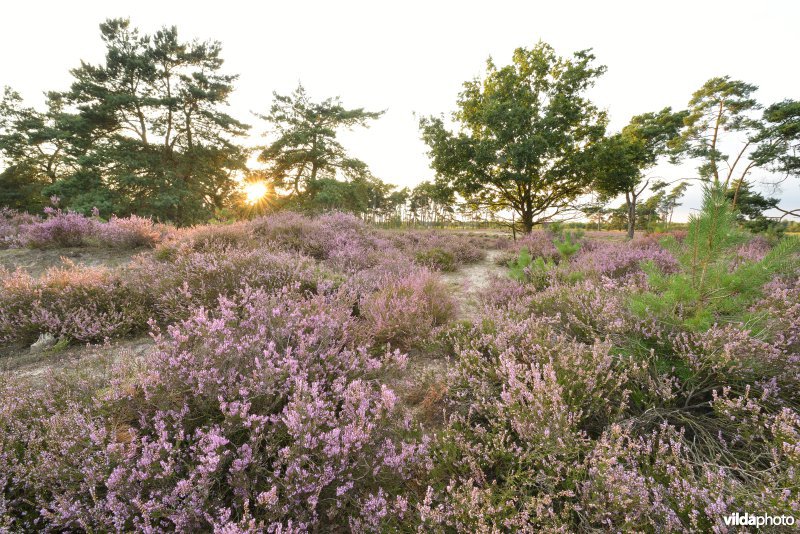 Natuurreservaat De Liereman