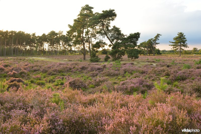 Natuurreservaat De Liereman