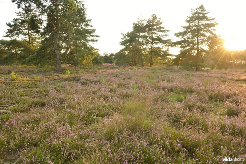 Natuurreservaat De Liereman