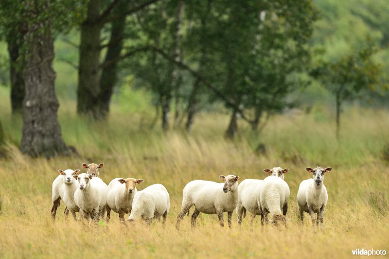 Natuurgebied Turnhouts vennengebied