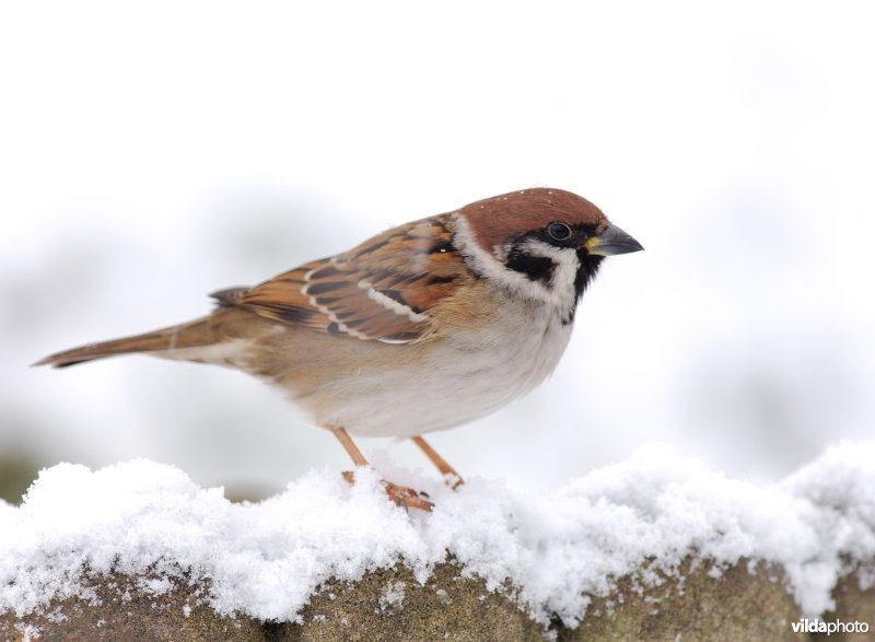 Ringmus in de sneeuw