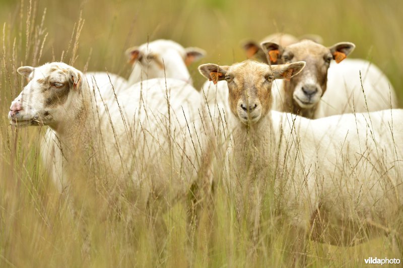 Natuurgebied Turnhouts vennengebied