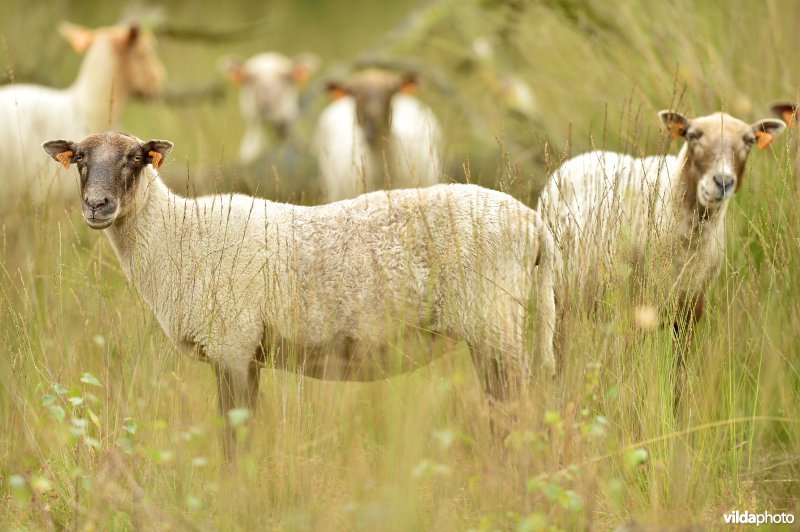 Natuurgebied Turnhouts vennengebied