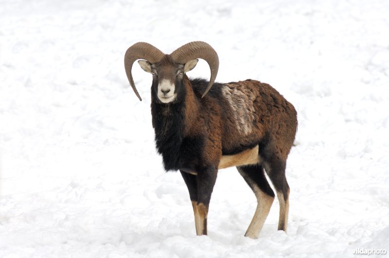 Moeflon in de sneeuw