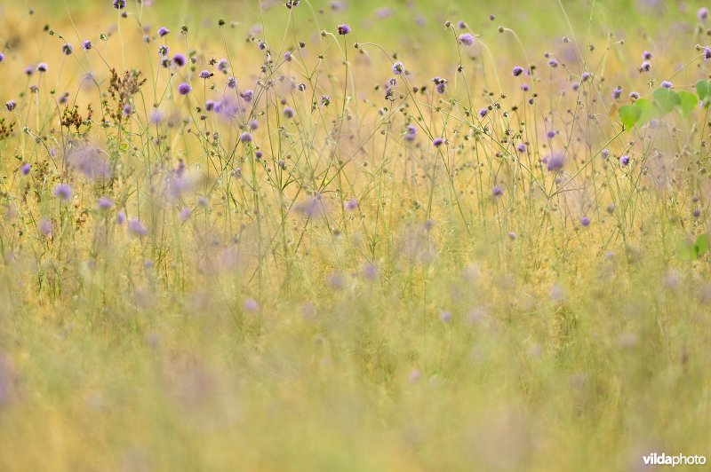 Natuurreservaat De Liereman