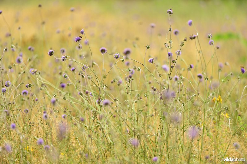 Natuurreservaat De Liereman