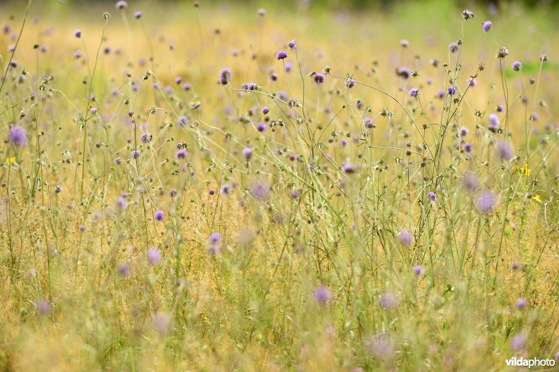 Natuurreservaat De Liereman