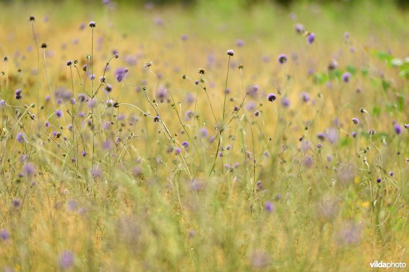 Natuurreservaat De Liereman