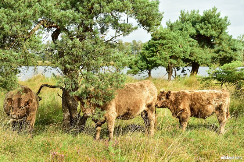 Galloway aan het Zwart water ven