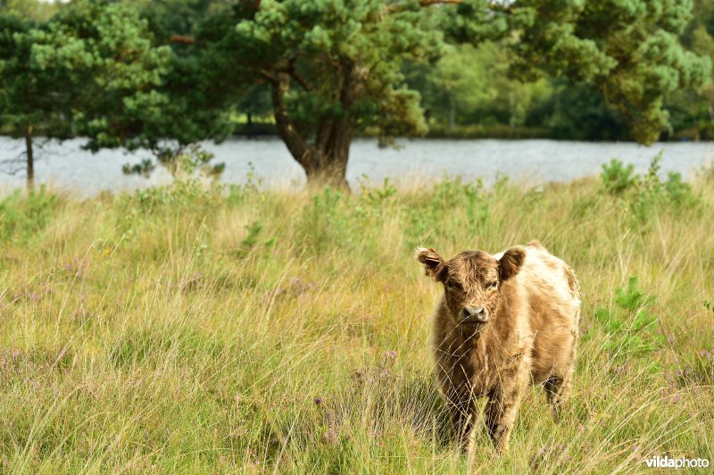 Galloway aan het Zwart water ven