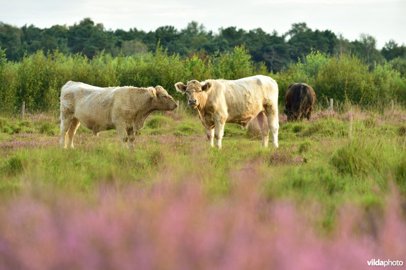 Natuurreservaat De Liereman