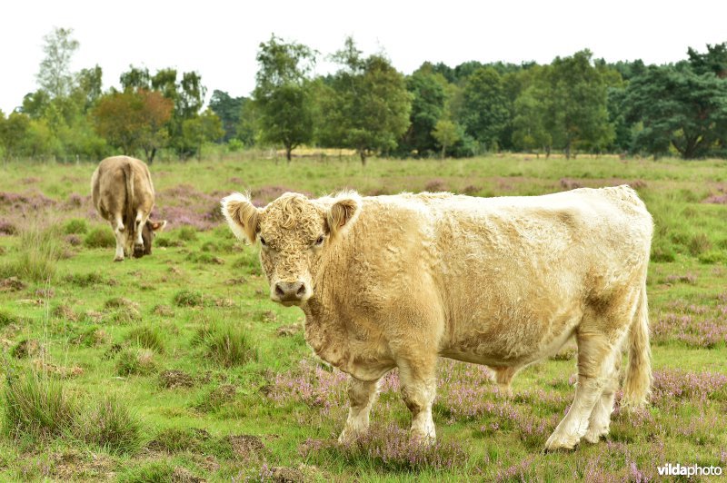 Natuurreservaat De Liereman