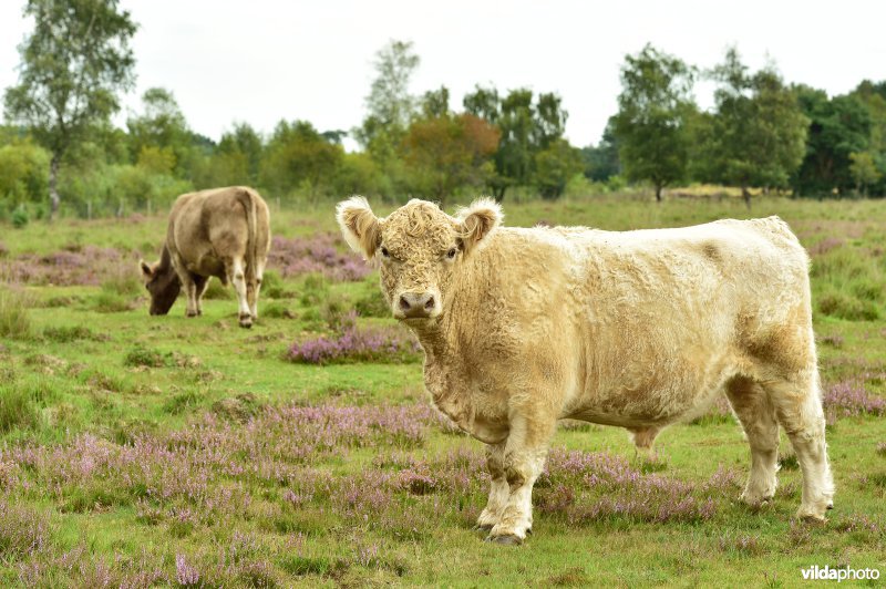 Natuurreservaat De Liereman