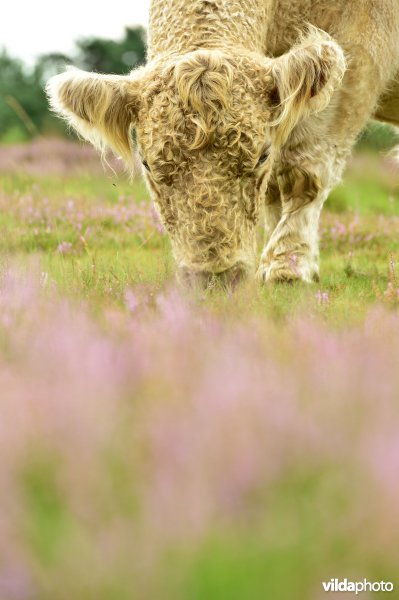 Natuurreservaat De Liereman