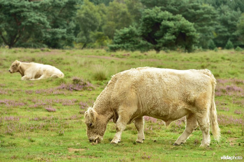 Natuurreservaat De Liereman