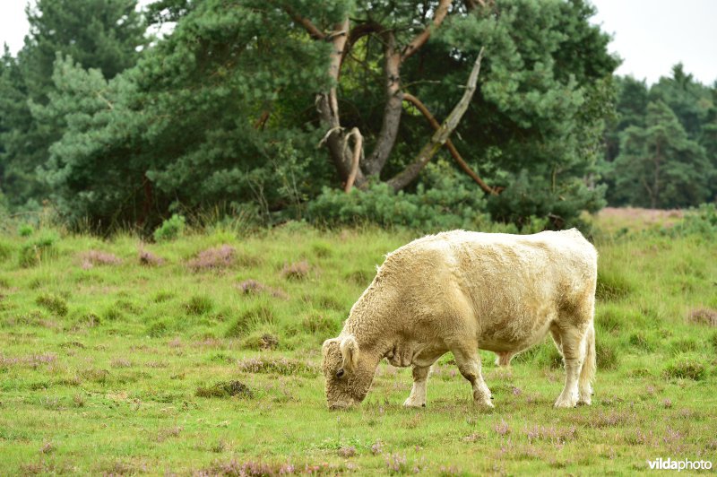 Natuurreservaat De Liereman