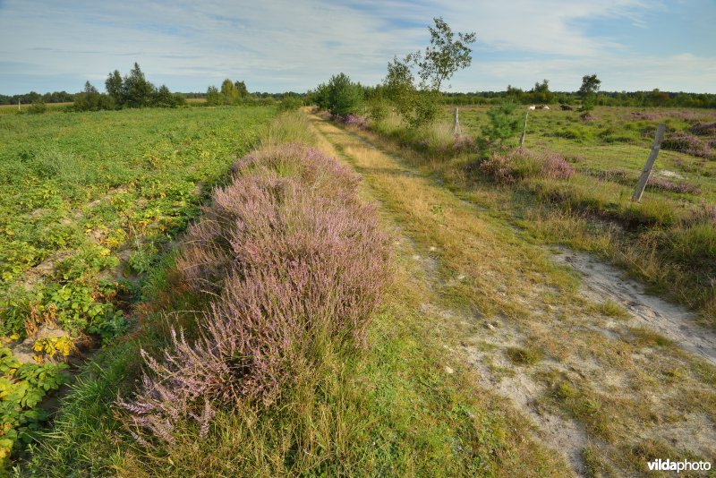 Natuurreservaat De Liereman