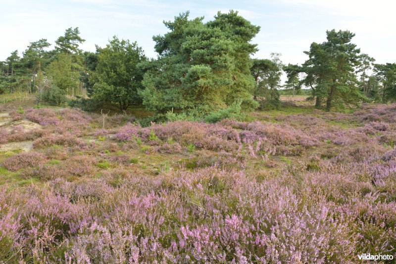 Natuurreservaat De Liereman