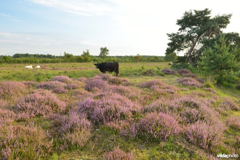 Natuurreservaat De Liereman