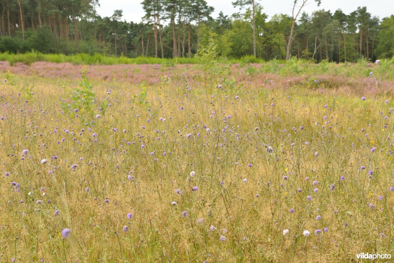 Natuurreservaat De Liereman